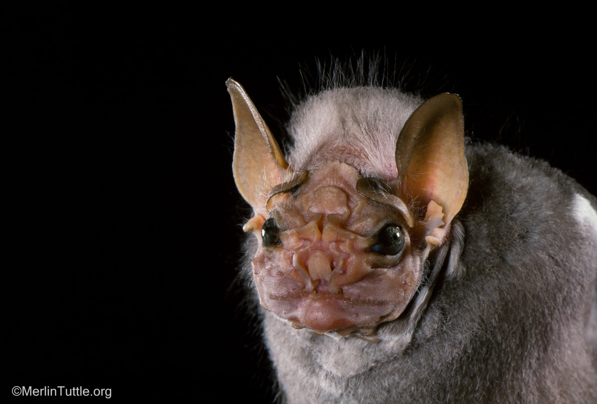 A male wrinkle-faced bat (Centurio senex)