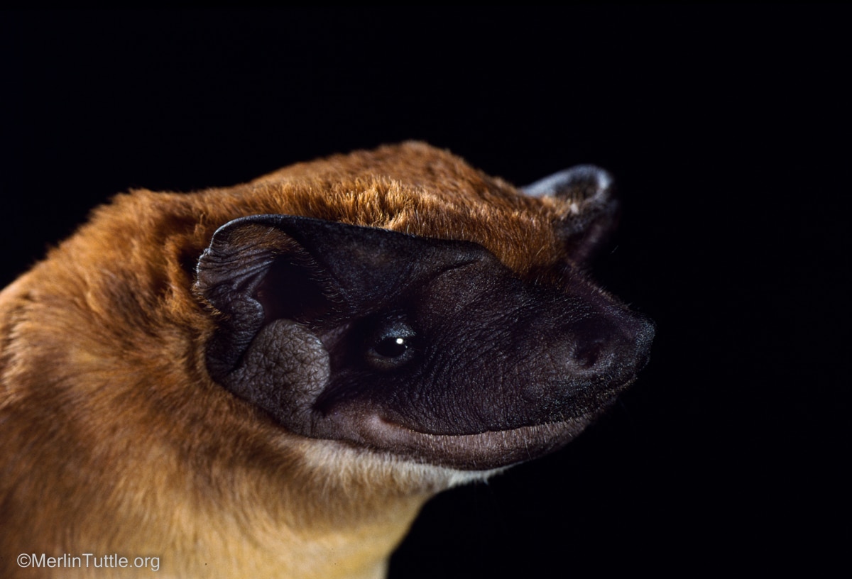 An adult female dwarf bonneted bat (Eumops bonariensis)
