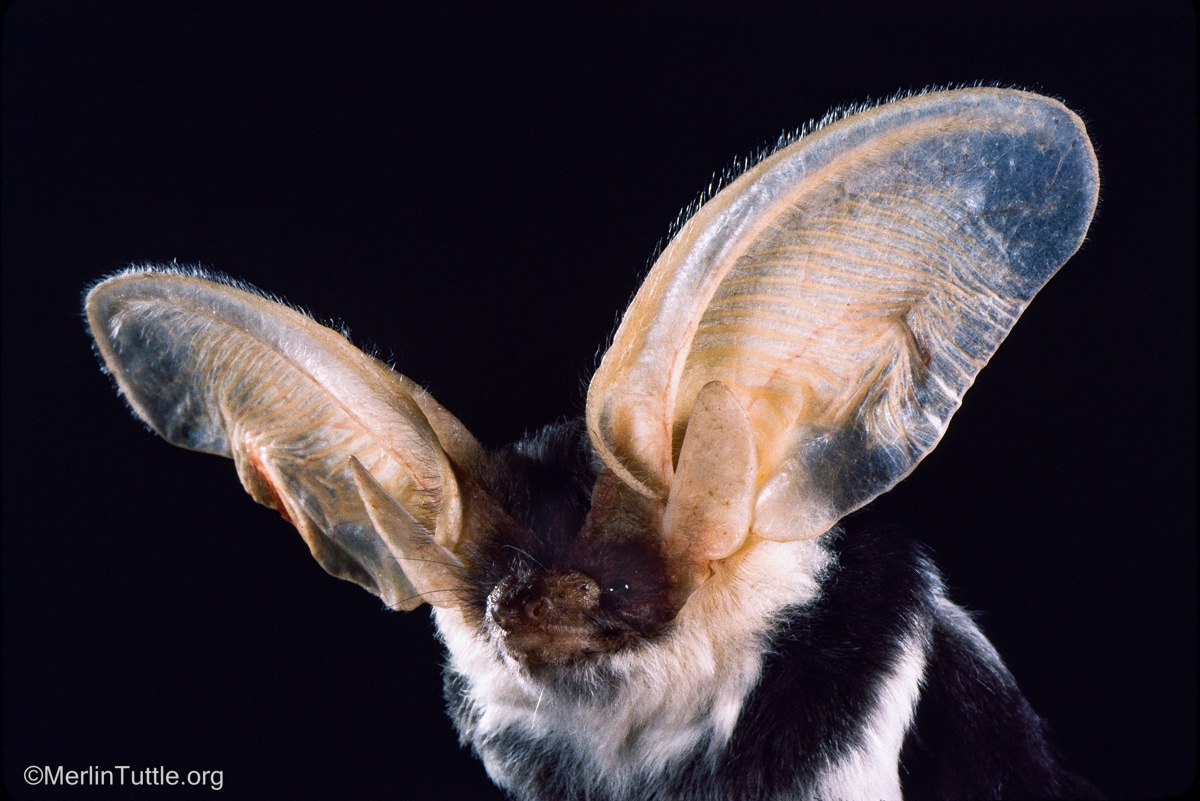A spotted bat (Euderma maculatum)