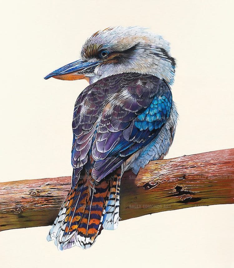 Pastel Bird Portraits by Sally Edmonds