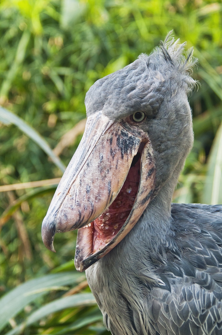 Shoebill Stork with Beak Open