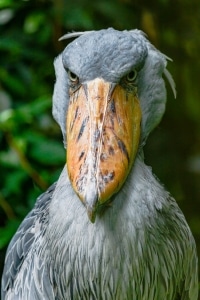 Learn About The Shoebill Stork, Africa's Giant Prehistoric Bird