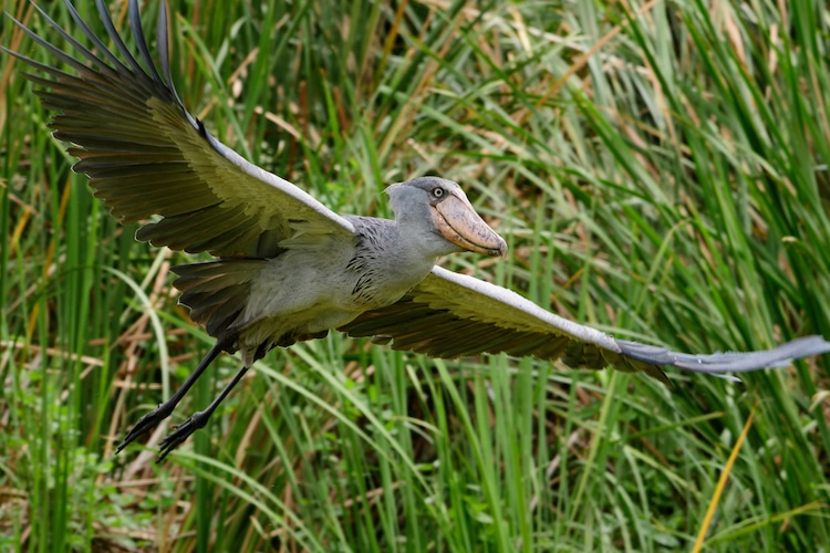 Shoebill Stork in Flight