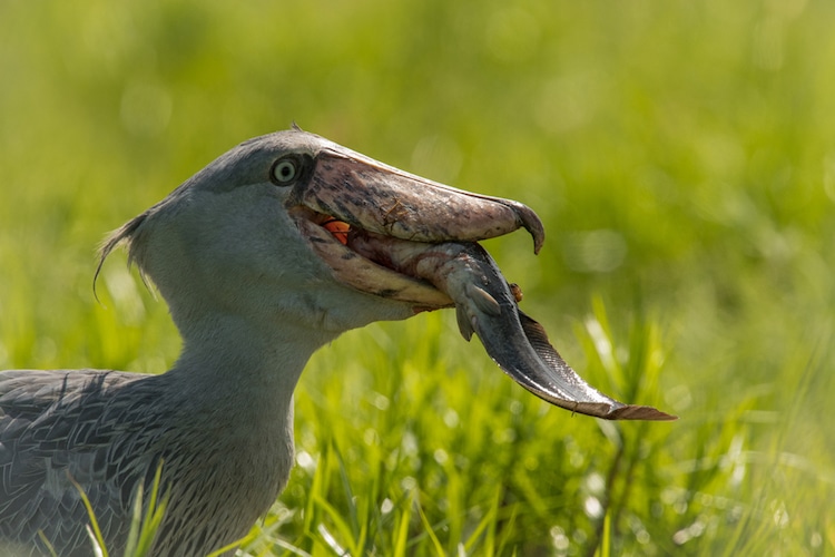 Shoebill Stork with a Fish in Its Mouth