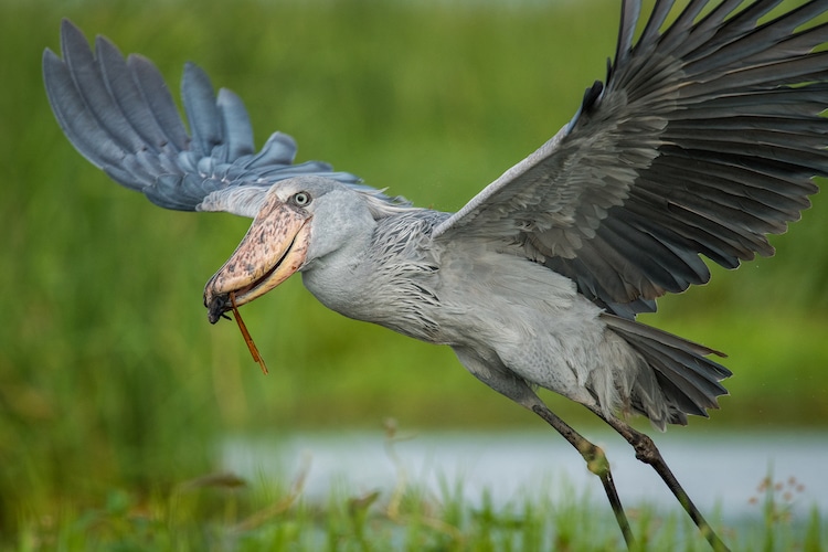 Shoebill Stork Balaeniceps rex 