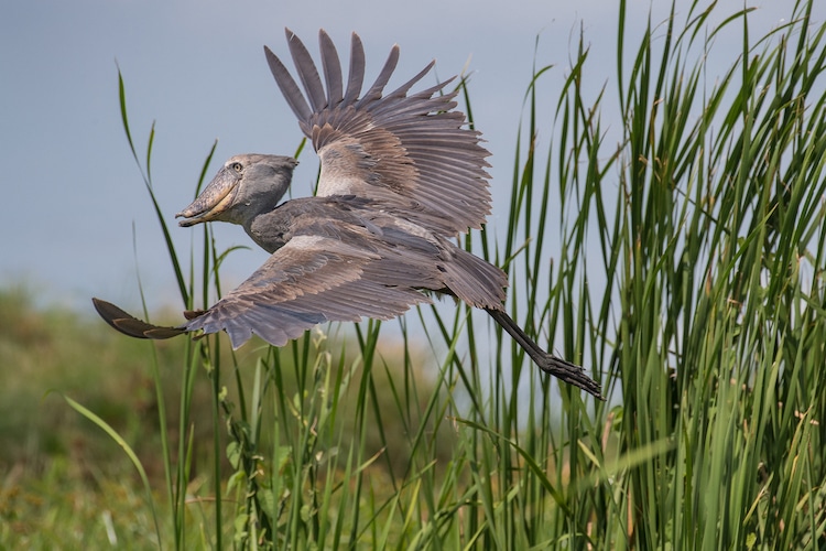 Shoebill Stork Balaeniceps rex 