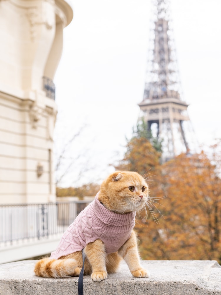 Couple Travels the World With Their Three Cats