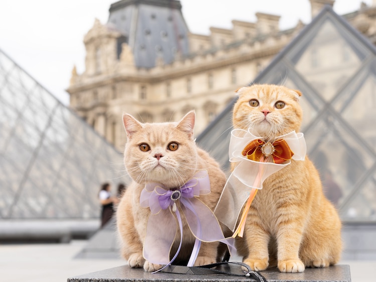 Couple Travels the World With Their Three Cats