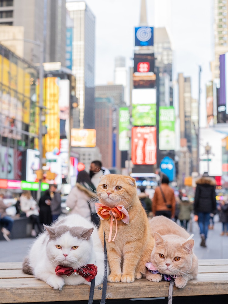 Couple Travels the World With Their Three Cats