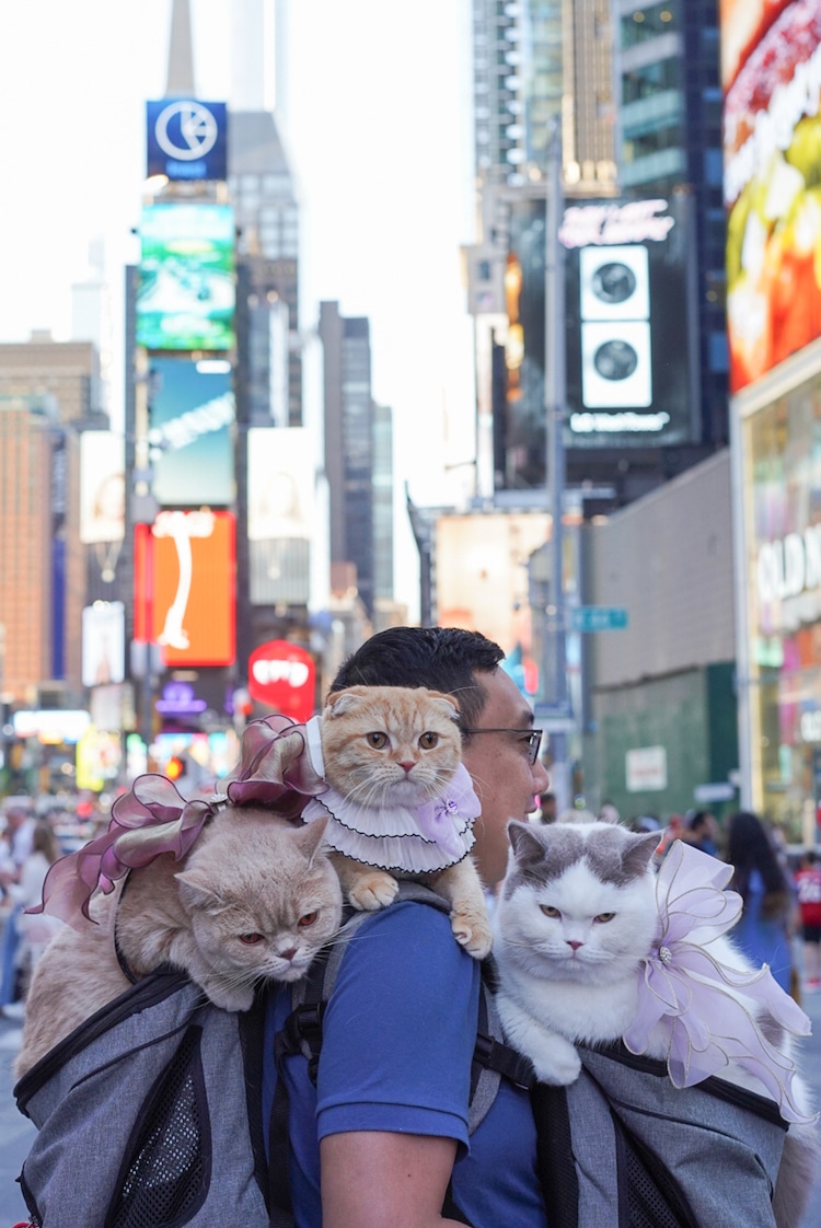 Couple Travels the World With Their Three Cats