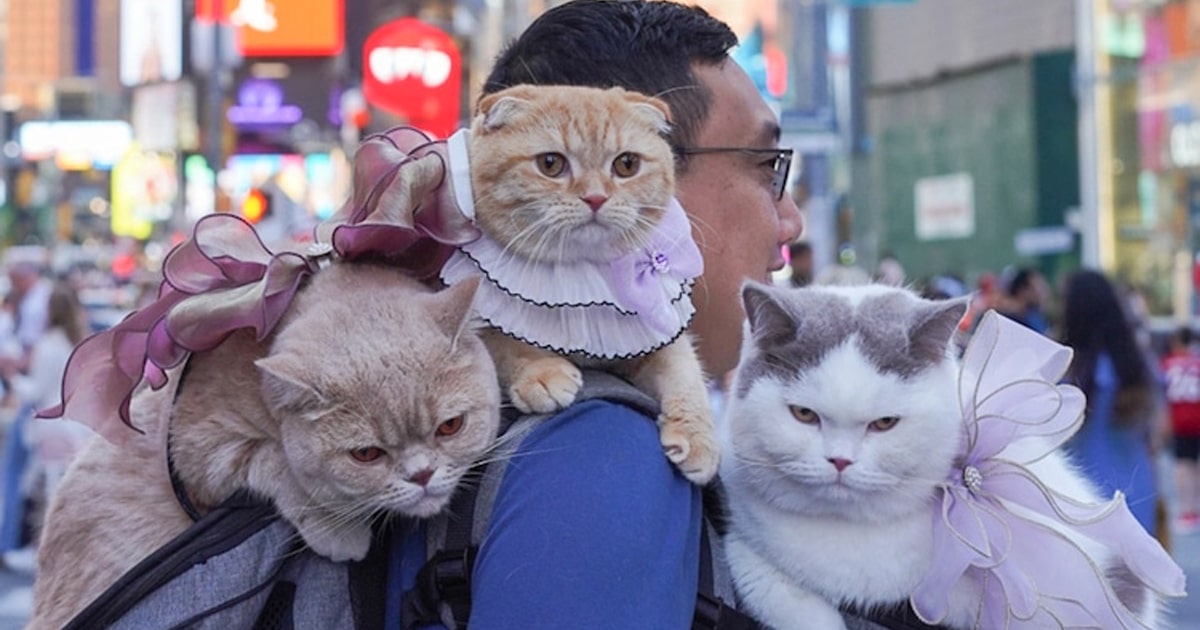 Couple Travels the World With Their Three Cats