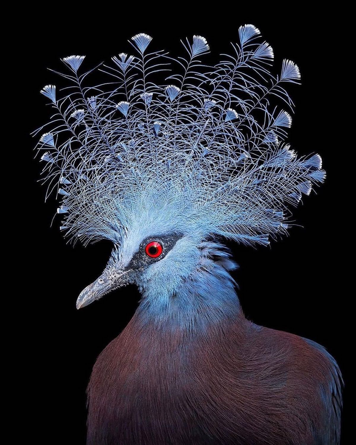 Bird Photography by Tim Flach