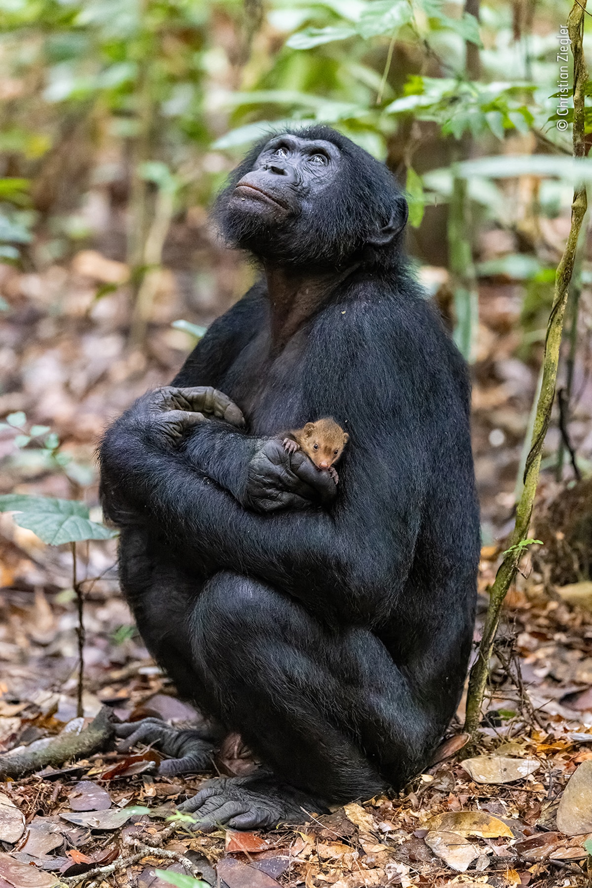 Young male bonobo gently holding a mongoose pup