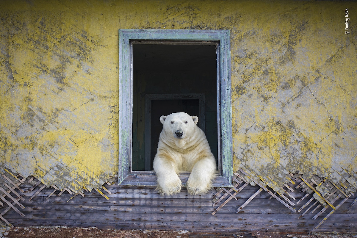 Polar Bear on Kolyuchin Island, Chukotka, Russia
