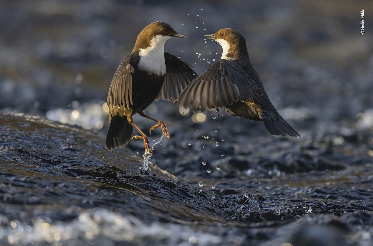 Two Dippers Fighting
