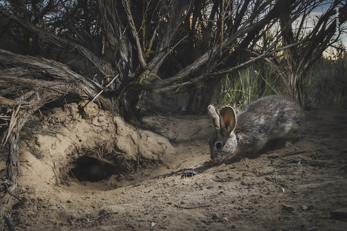 Rabbit Sniffing a Stink Beetle