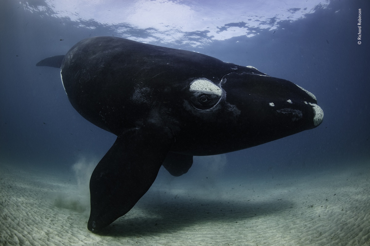 Whale Underwater in New Zealand