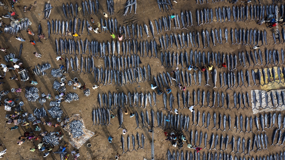 Marlin and Sailfish Laid Out at Fish Market in India