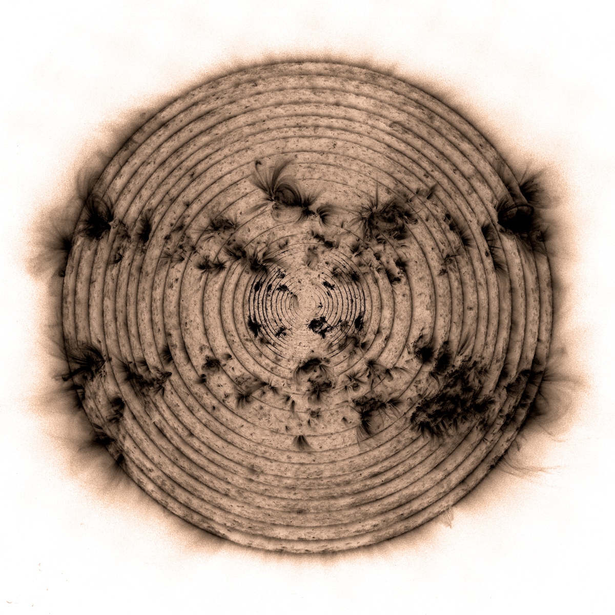 Creative Artwork Based on Dendrochronology