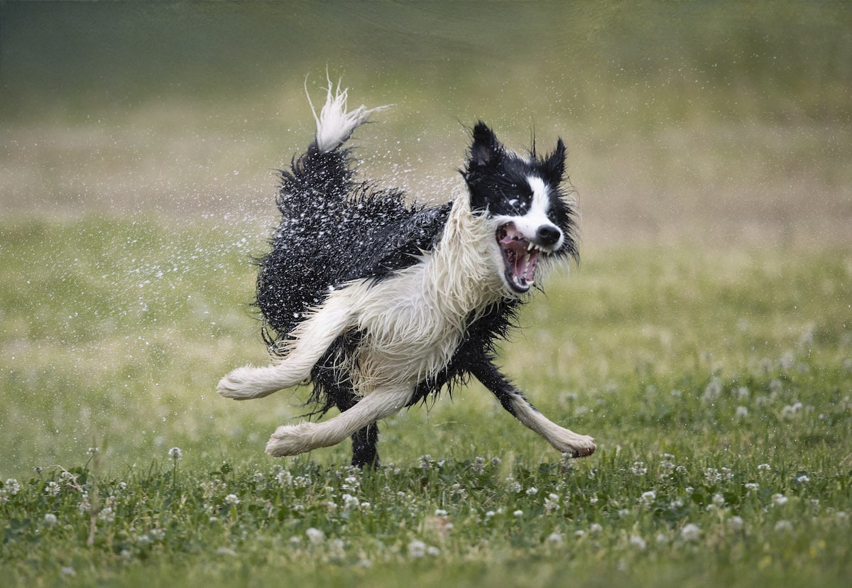 Dog Running Wildly in Water