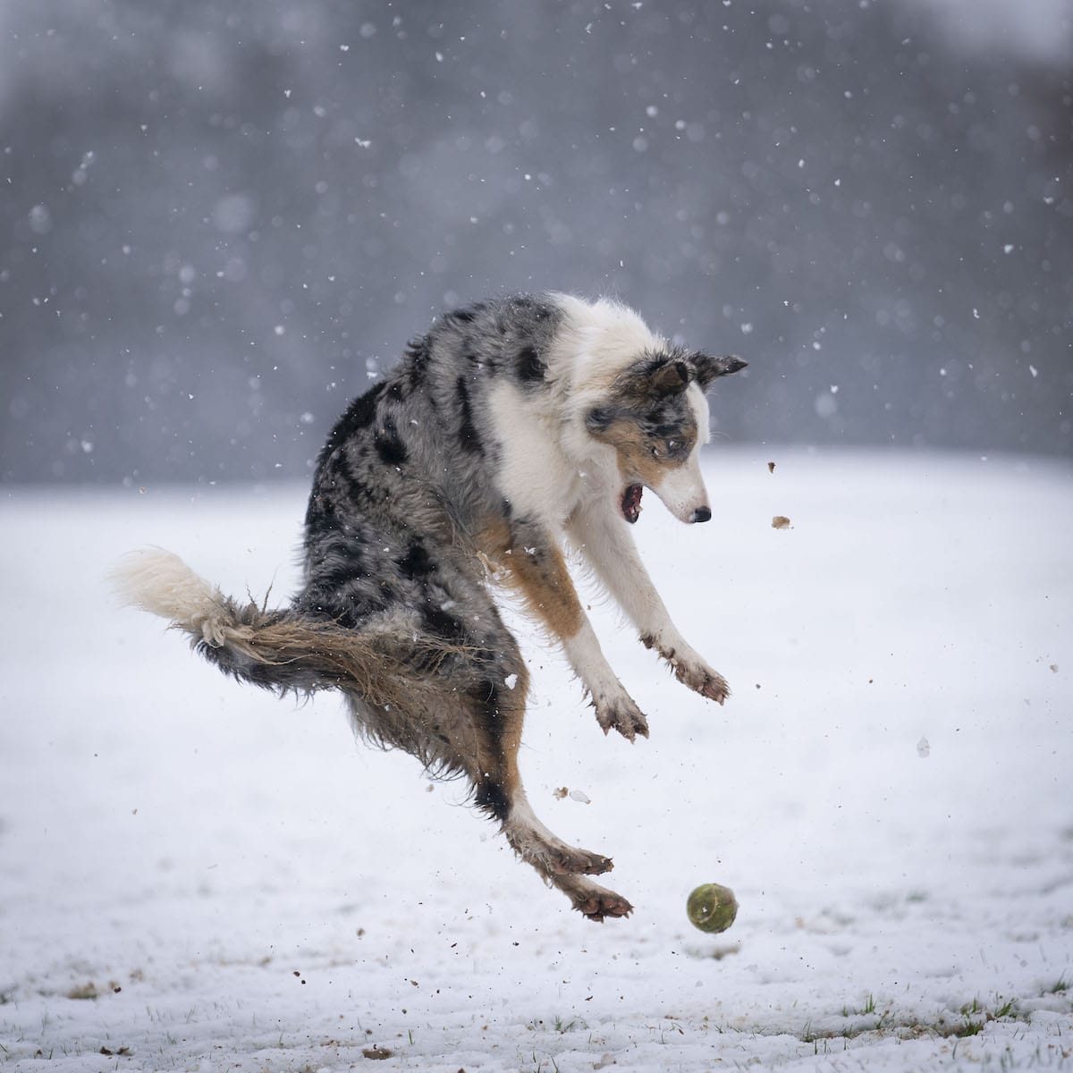 Dog in a Snowy Field Jumping at a Tennis Ball
