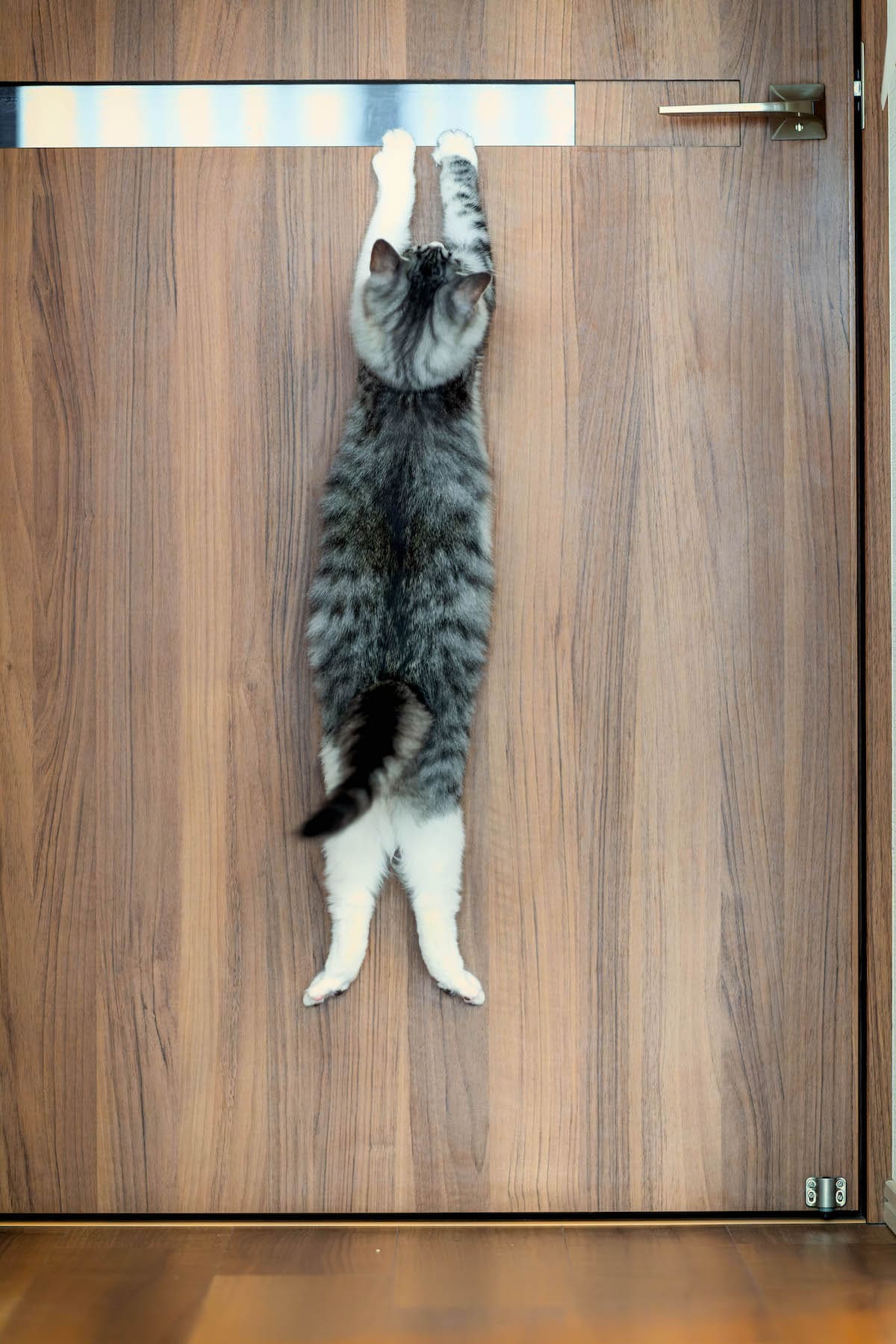 Cat Hanging from a Door