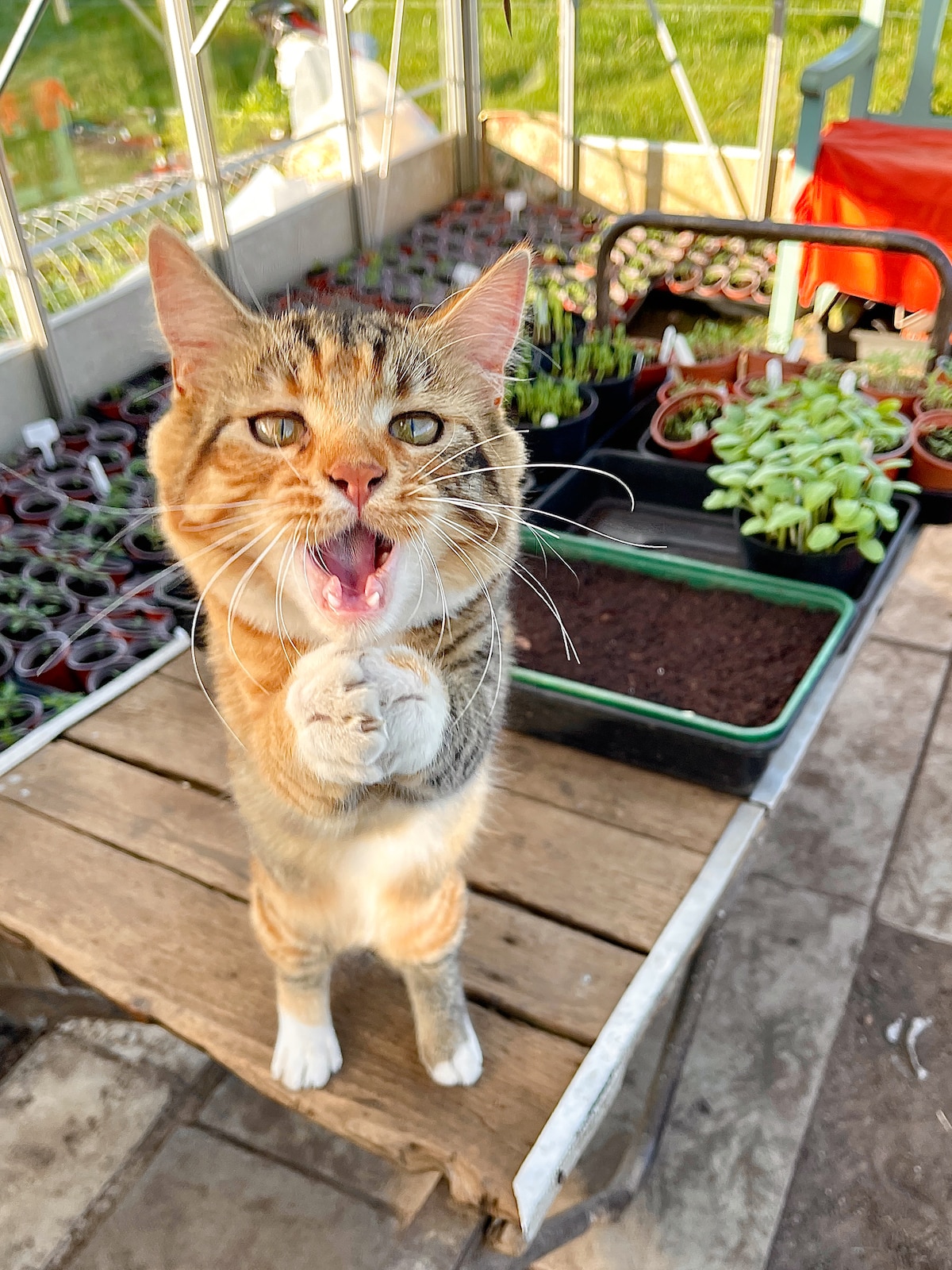 Cat Meowing Out in the Garden