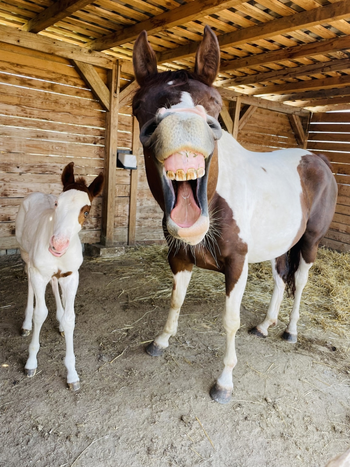 Funny Winning Animal Pics of the 2022 Comedy Pet Photo Awards