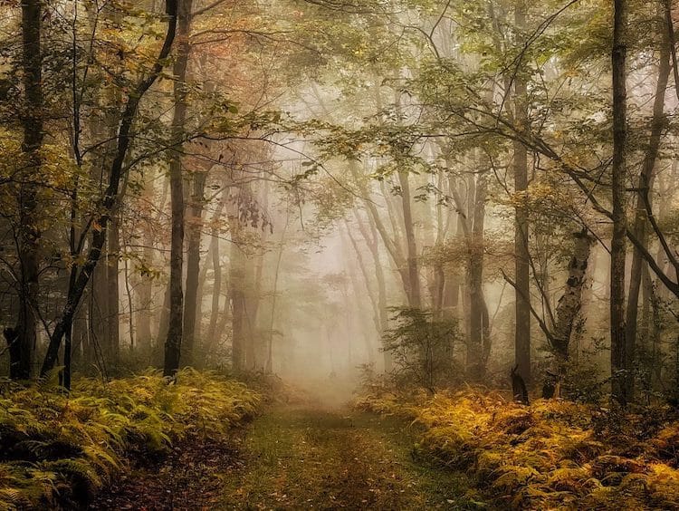 Foggy Forest in Fall