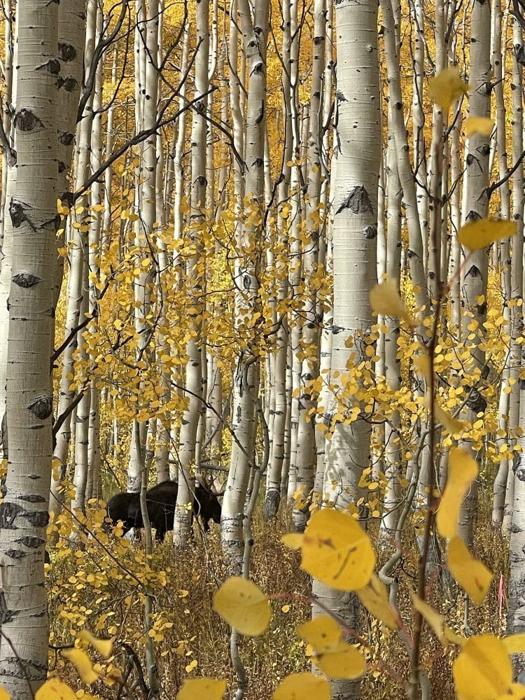 iPhone Photo of Moose in Birch Forest