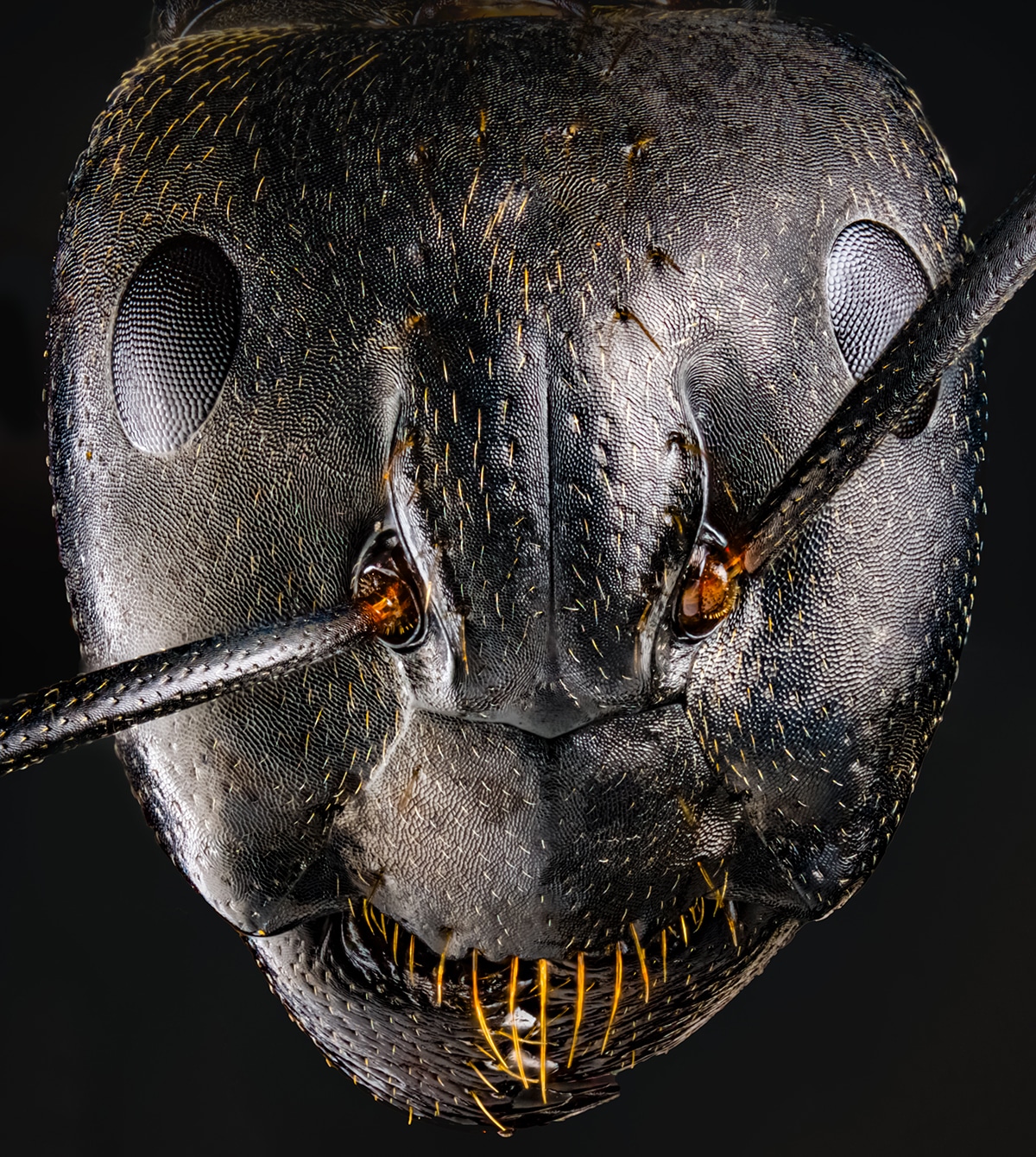 Macro Portrait of an Ant by Josh Coogler