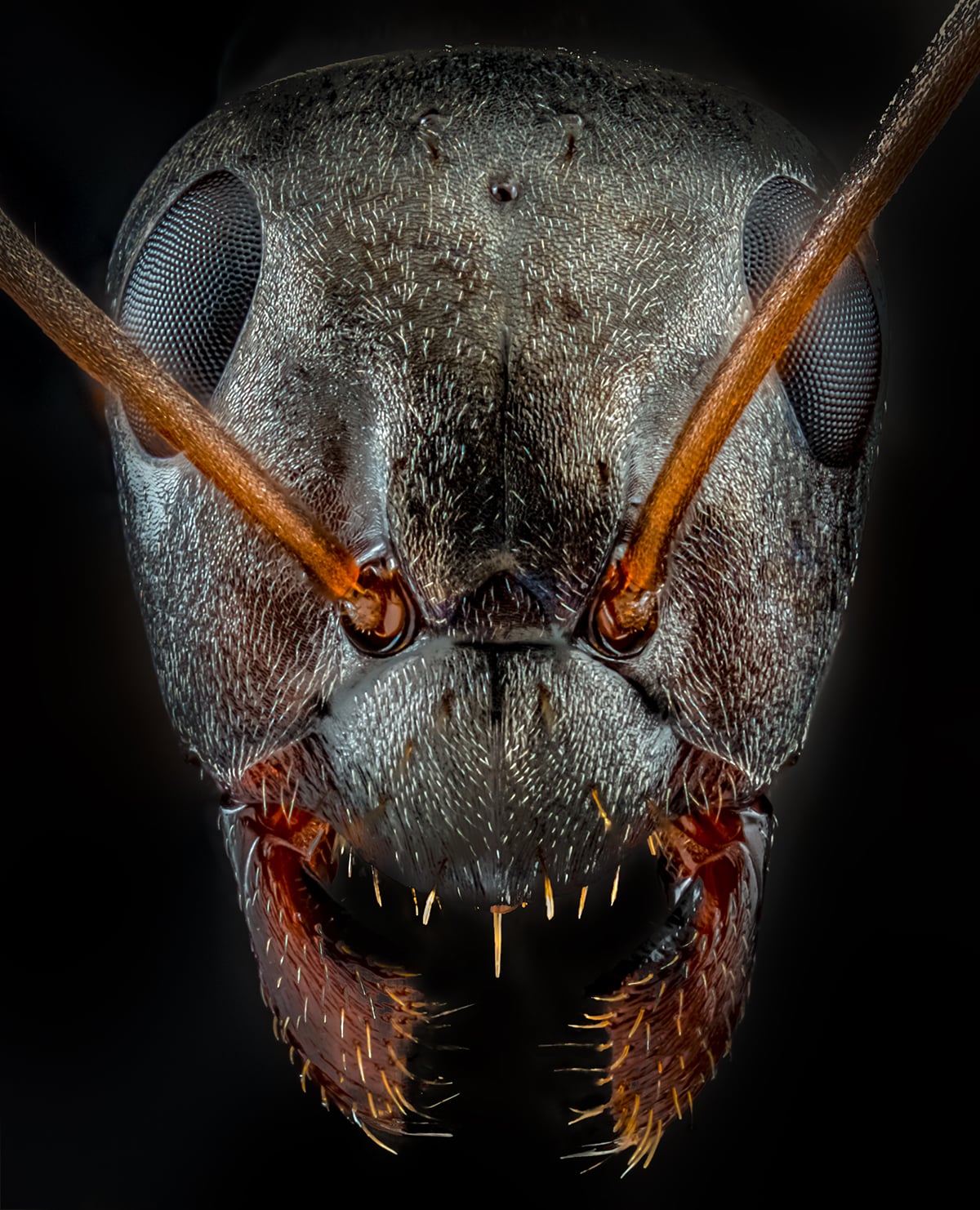 Macro Ant Photography by Josh Coogler