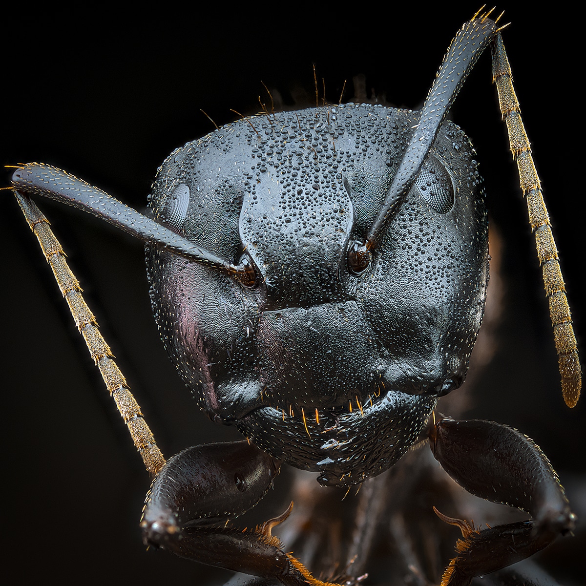 Black Ant Portrait by Josh Coogler