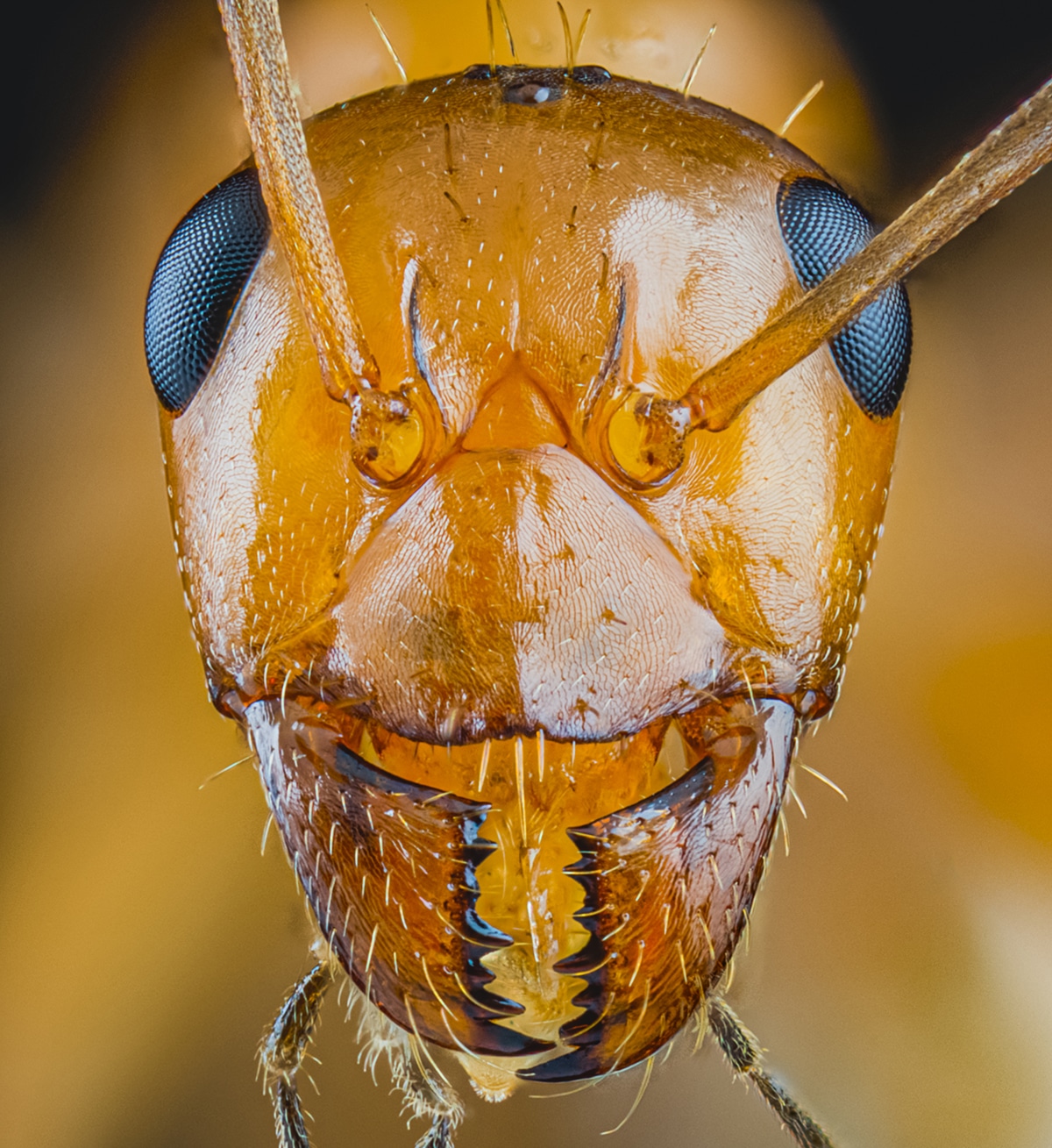 Macro Portrait of a Carpenter Ant by Josh Coogler