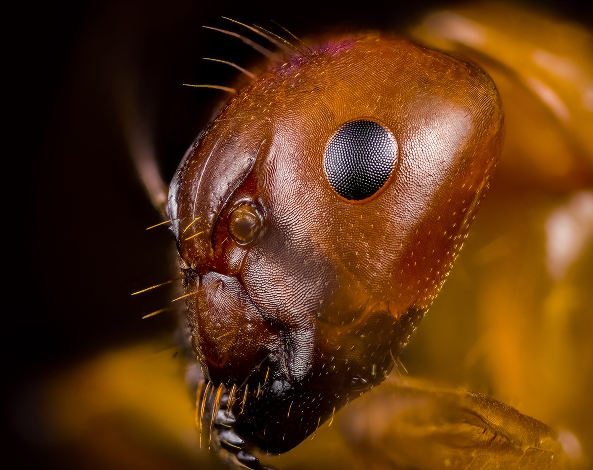 Macro Portrait of a Red Ant by Josh Coogler