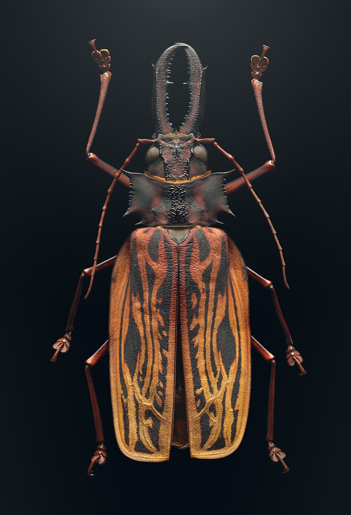 Sabertooth long-horned beetle