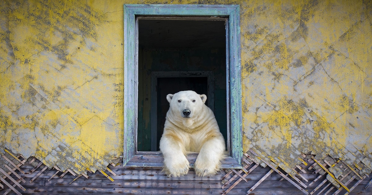 15 Finalists of the 2022 Wildlife Photographer of the Year Contest