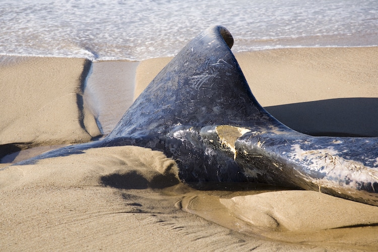 Divers attempt to rescue humpback whale caught in fishing net off the coast  of Oman