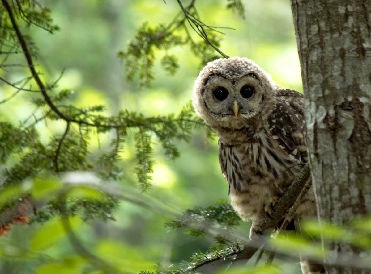 Winners of the Bird Photographer of the Year Awards