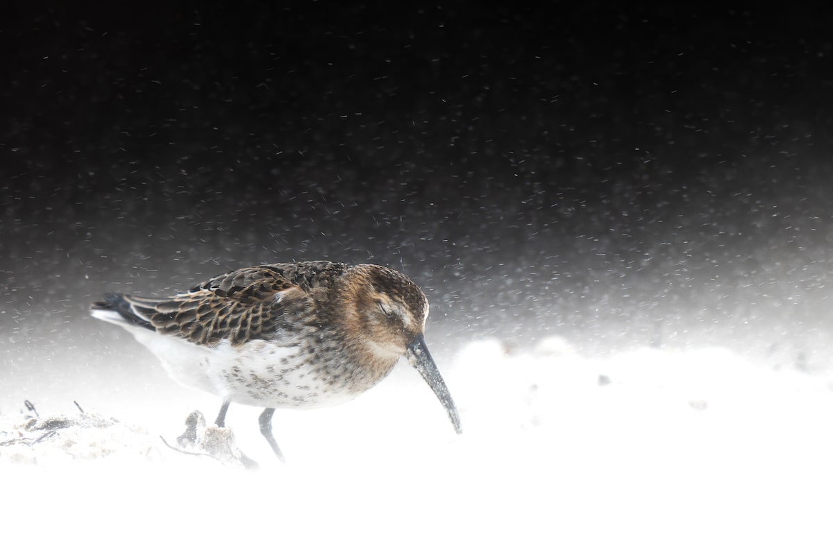 Winners of the Bird Photographer of the Year Awards