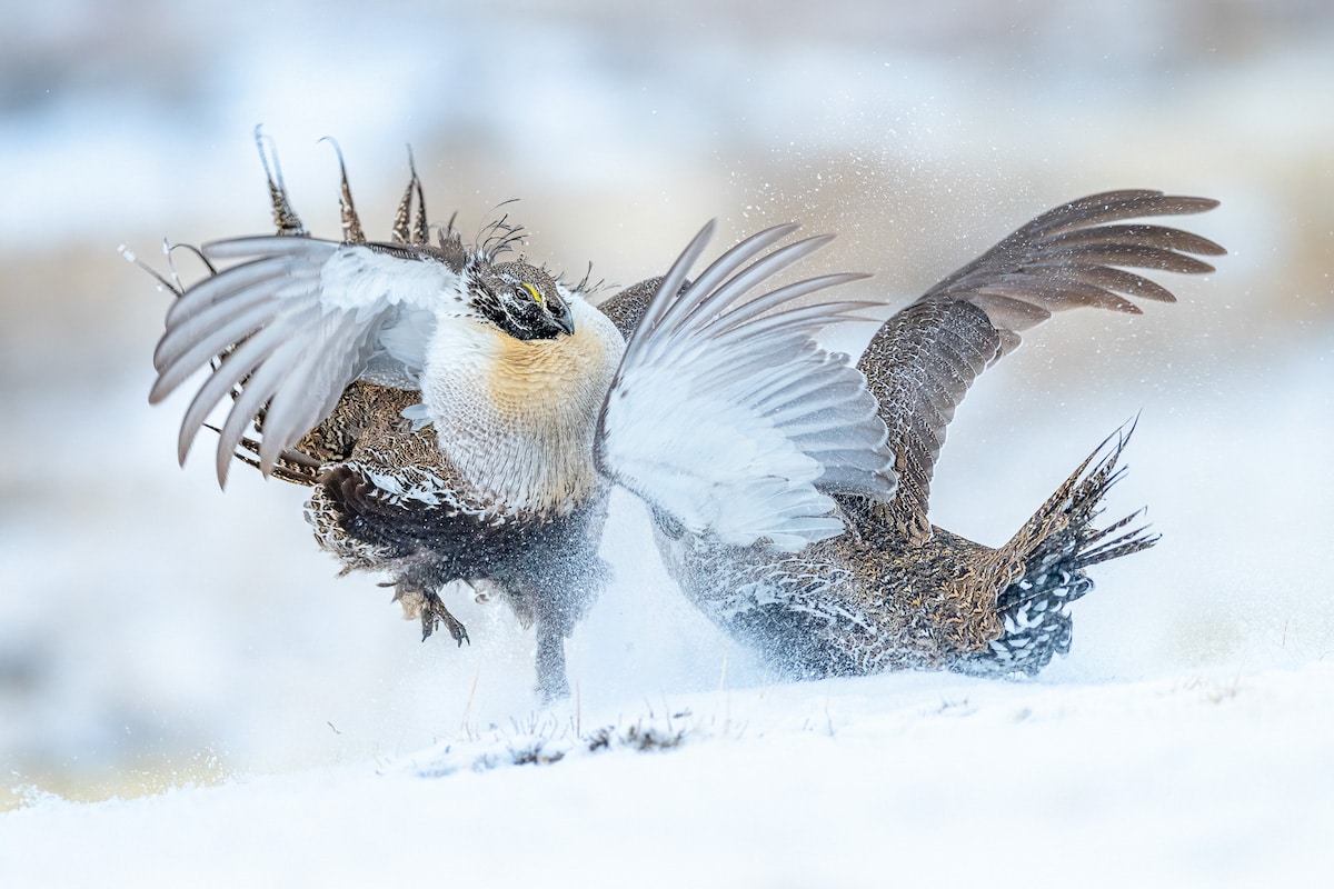 Winners of the Bird Photographer of the Year Awards