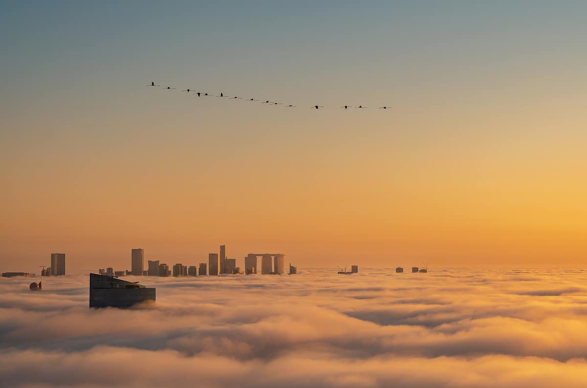 Winners of the Bird Photographer of the Year Awards