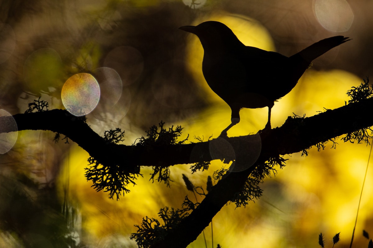 Winners of the Bird Photographer of the Year Awards