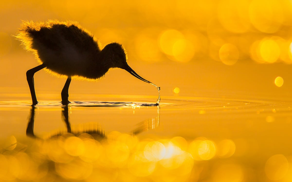 Winners of the Bird Photographer of the Year Awards