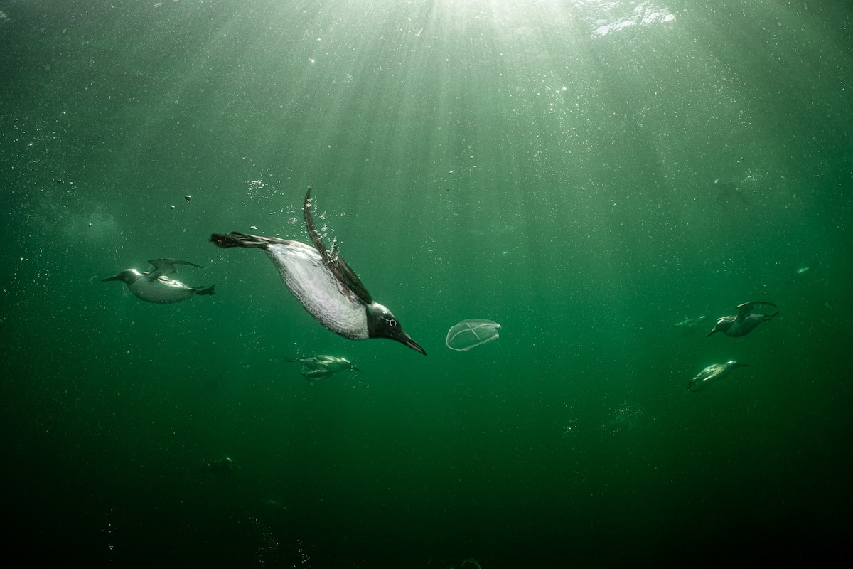 Bird Photographer of the Year Award