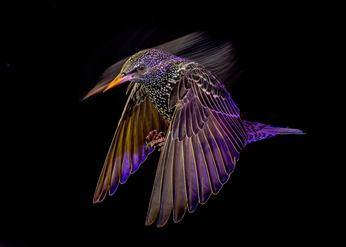 Winners of the Bird Photographer of the Year Awards