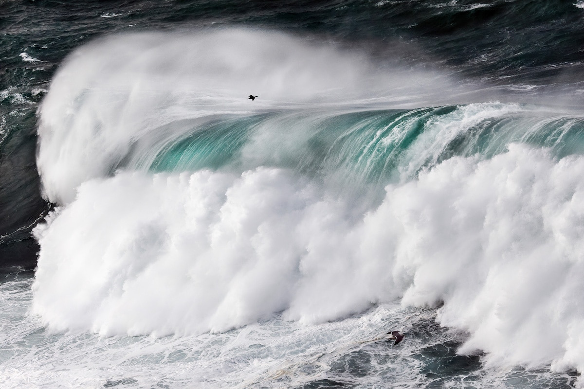 Winners of the Bird Photographer of the Year Awards