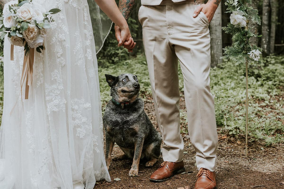 Dog Photobombs Couple's Wedding Photos