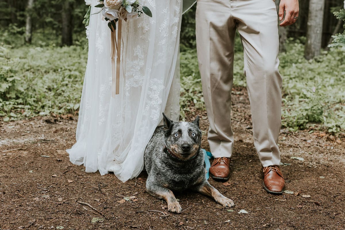 Dog Photobombs Couple's Wedding Photos