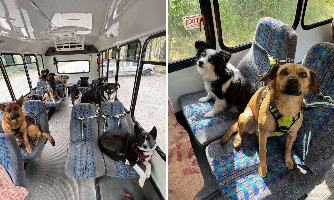 can-u-take-dogs-on-buses